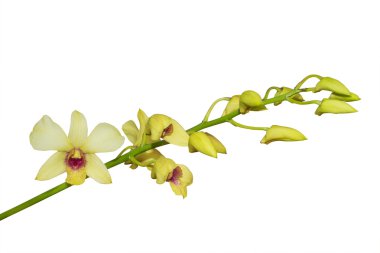 Orkide çiçek izole, kırpma yolu