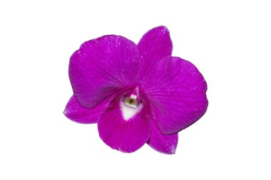Orkide çiçek izole, kırpma yolu