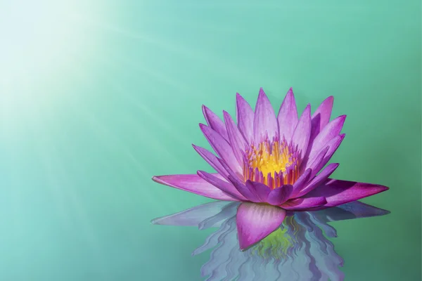 Schöne Lotusblume bei Sonnenuntergang — Stockfoto