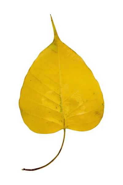 Tekstur daun diisolasi pada tapak putih dan kliping — Stok Foto