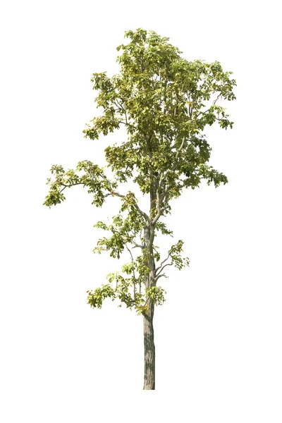 Albero isolato su sfondo bianco — Foto Stock