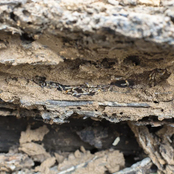 Termiet groep op hout in termiet gaten. — Stockfoto