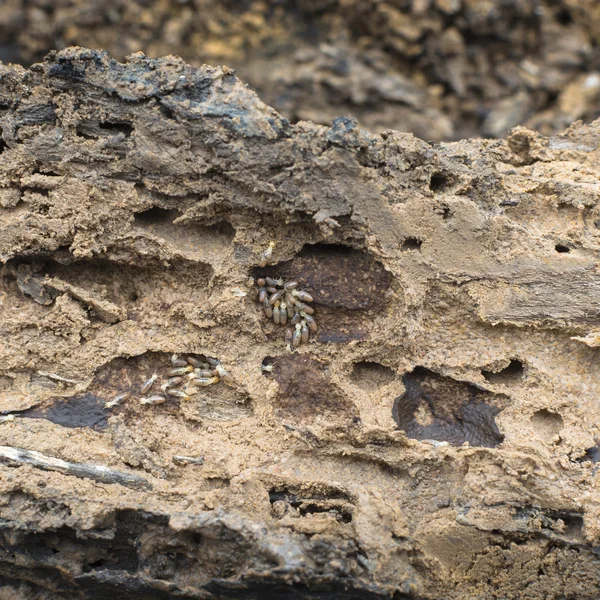 Termiet groep op hout in termiet gaten. — Stockfoto