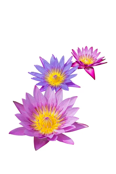 Lotusblume isoliert auf weißem Pfad — Stockfoto