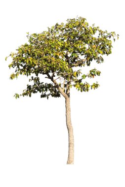 Beyaz arkaplanda izole edilmiş ağaç
