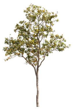 Beyaz arkaplanda izole edilmiş ağaç