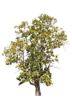 Beyaz arkaplanda izole edilmiş ağaç