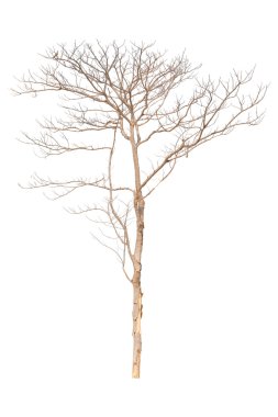 Beyaz arkaplanda izole edilmiş ağaç