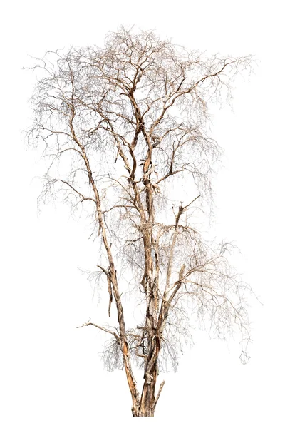 Δέντρο απομονωμένο σε λευκό φόντο — Φωτογραφία Αρχείου