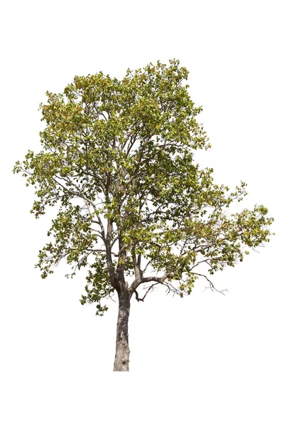 Árbol aislado sobre fondo blanco — Foto de Stock