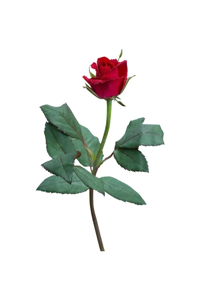 Rose isoliert auf Weiß — Stockfoto