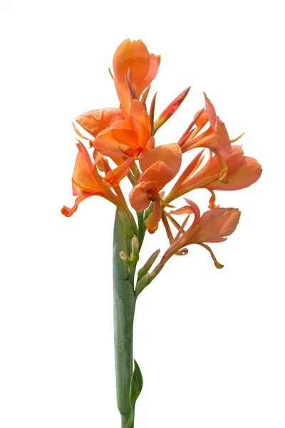 Λουλούδια κρίνο canna πορτοκαλί σε άσπρο φόντο. Διαδρομή αποκοπής — Φωτογραφία Αρχείου