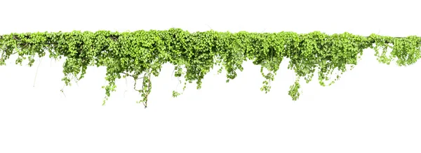 Kutup üzerinde beyaz izole asma