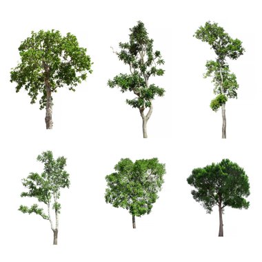 Beyaz arkaplanda izole edilmiş ağaç