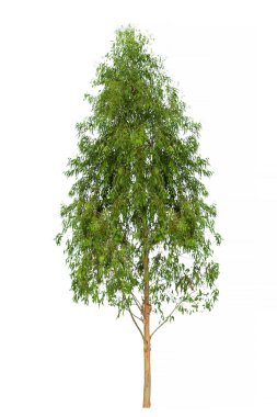 Beyaz arkaplanda izole edilmiş okaliptüs ağacı