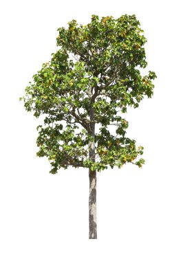 Beyaz arkaplanda izole edilmiş ağaç