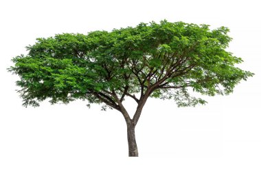 Beyaz arkaplanda izole edilmiş ağaç