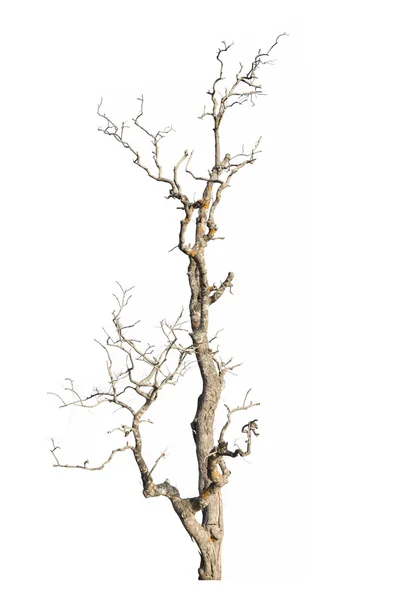 Beyaz arkaplanda kuru ağaç izole edildi — Stok fotoğraf