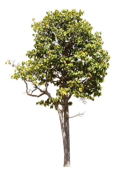 Árbol aislado sobre fondo blanco —  Fotos de Stock