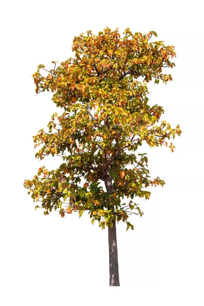 Tree isolated on white background — Stock Photo, Image