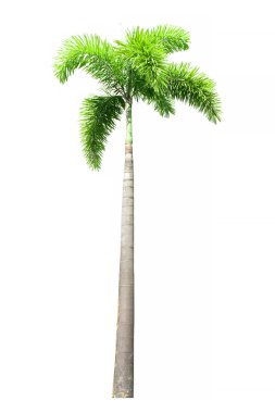 Beyaz arka plan üzerinde izole tembul palmiye ağacı