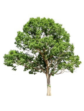 Beyaz arkaplanda izole edilmiş ağaç