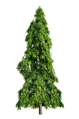 Beyaz arkaplanda izole edilmiş ağaç