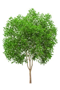 Beyaz arkaplanda izole edilmiş ağaç
