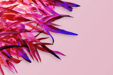 Tropik bahar yaprakları, pembe arka planda bitki