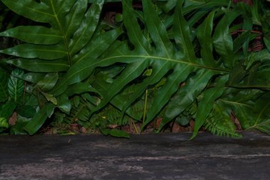 Yaprak arkaplan yeşil soyut doğa deseni koyu