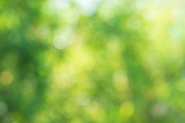 ağaç yapraklarının bokeh arkaplanı