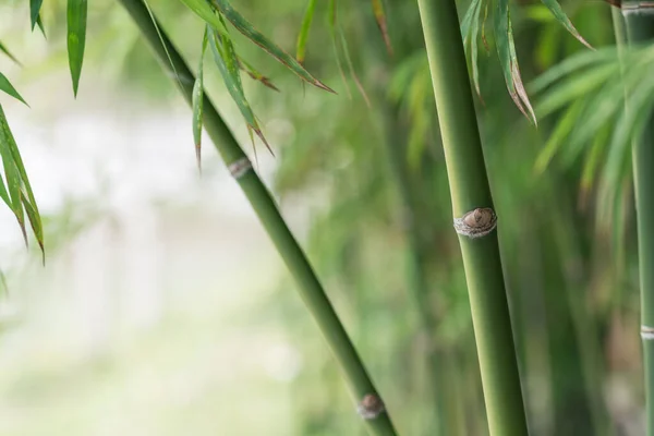 Bambu Árvore Natureza Fundo — Fotografia de Stock