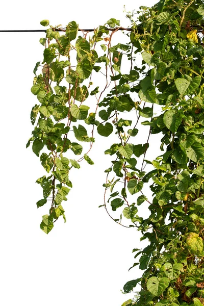 Vine Plant Jungle Climbing Isolated White Background Clipping Path Included — Stock Photo, Image