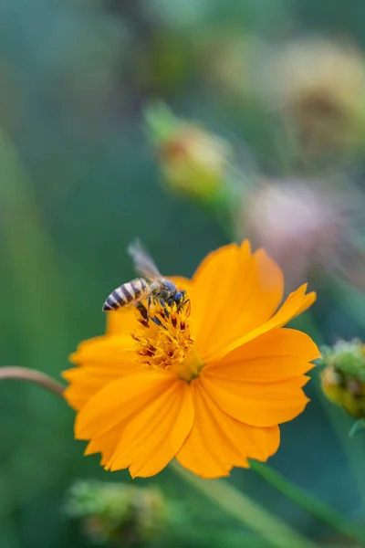 Kozmos Çiçeği Doğa Açık Hava Ilkbaharı Çiçek Açıyor — Stok fotoğraf