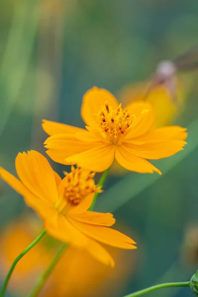 Kosmos Kwiat Natura Zewnątrz Wiosna Kwitnące — Zdjęcie stockowe