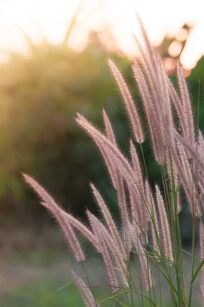 柔らかい暖かい光の中で草原の花 ヴィンテージ秋の風景ぼやけた自然背景 — ストック写真