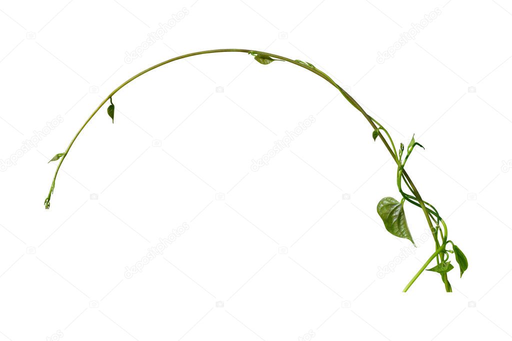 vine plants climbing isolated on white background. Clipping path