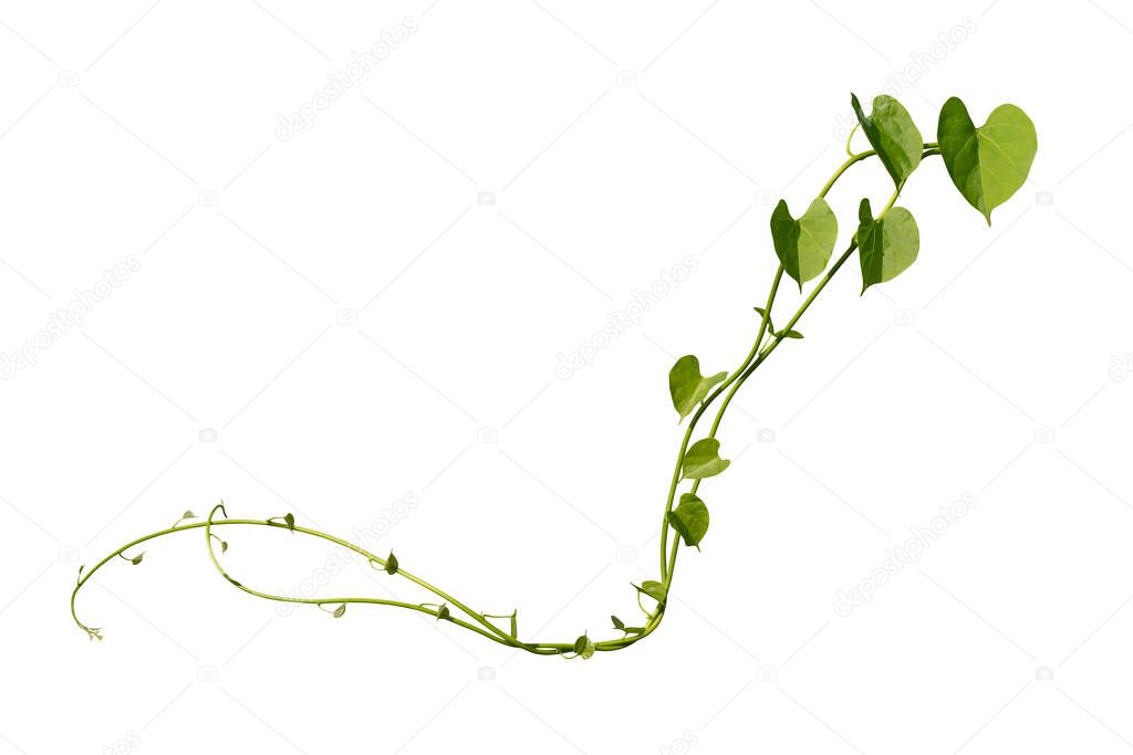 vine plants climbing isolated on white background. Clipping path