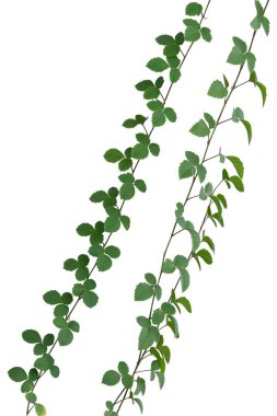 Beyaz arka planda izole edilmiş asma bitkisi ormanı