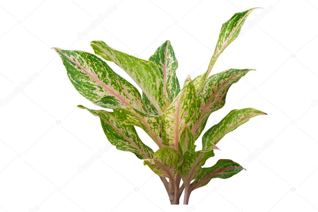 Plants leaf tropical object for design or element interior, isolated on white background. clipping path