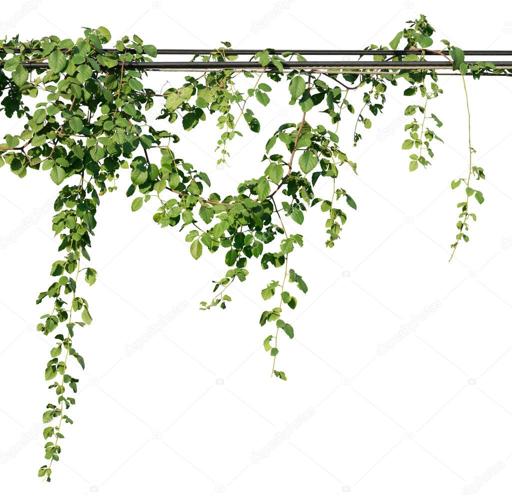 Vine plants, Greenery leaves isolated on white background have clipping path