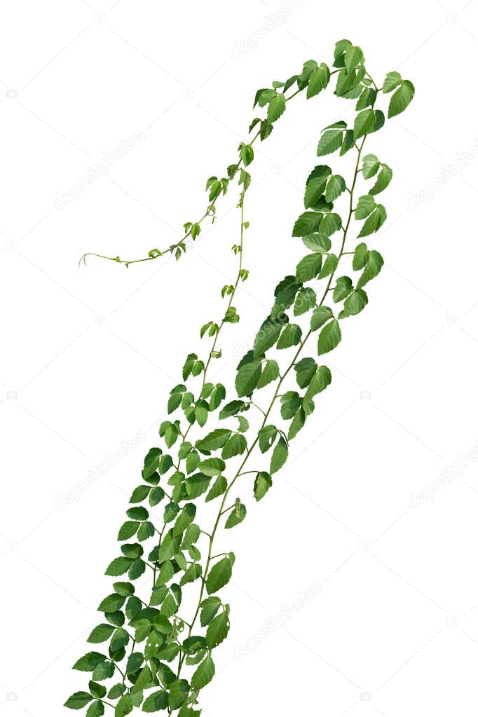 Vine Plant leaves tropic, bush foliage tree isolated on white background have clipping path