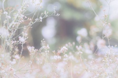 Hayat bahar çiçeği sabah güzellik yazı değiştirir