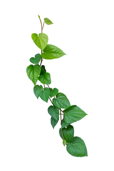 Betelové Listy Zeleň Rostliny Izolované Bílém Pozadí Mají Ořezávací Cestu — Stock fotografie