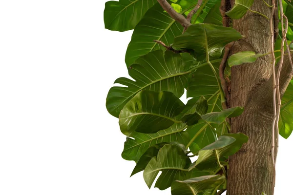 Monstera Green Leaf Jungel Krypende Plante Tre Isolert Hvit Bakgrunn – stockfoto