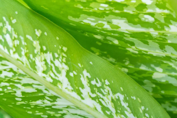 Hojas Verdes Follaje Naturaleza Primavera Fondo Blanco Para Diseño — Foto de Stock