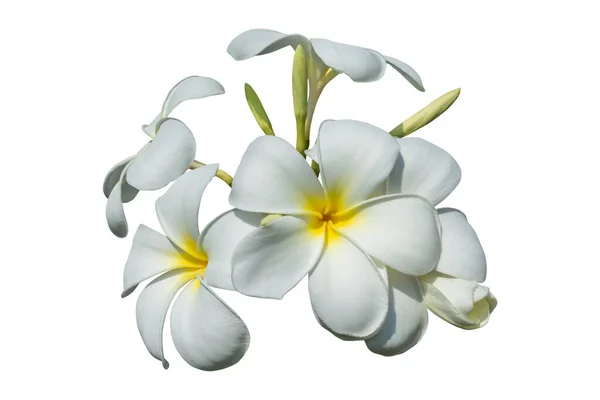 在白色背景上隔离的白花有剪枝路径 — 图库照片