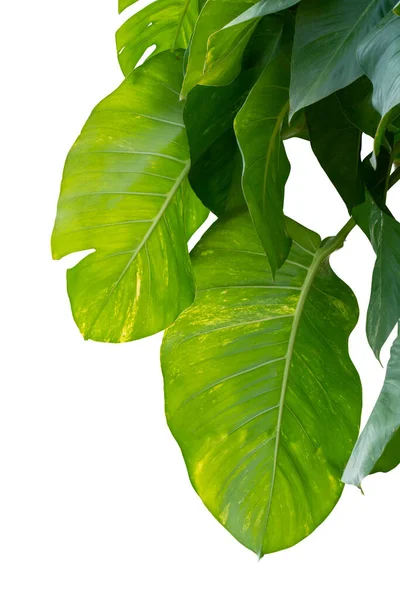 Monstera Zelené Listy Džungle Plíživé Rostliny Izolované Bílém Pozadí Mají — Stock fotografie