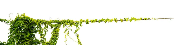 Wijnstok Plant Bladeren Tropisch Struik Gebladerte Boom Geïsoleerd Witte Achtergrond — Stockfoto