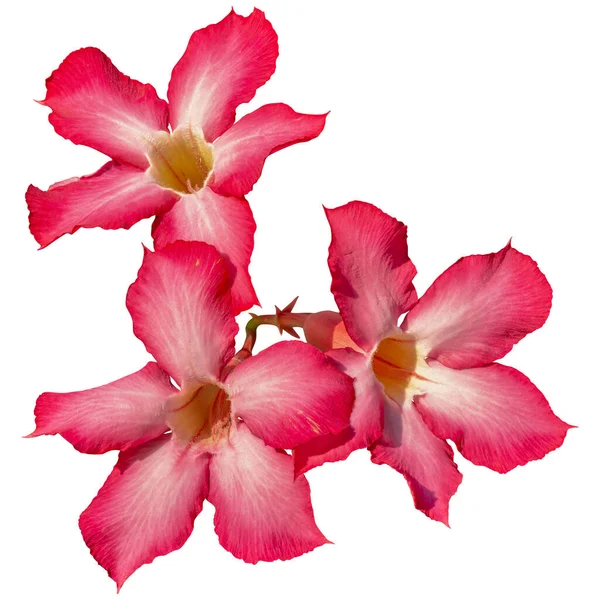 Desert Rose Isolated White Background Have Clipping Path — Stok Foto